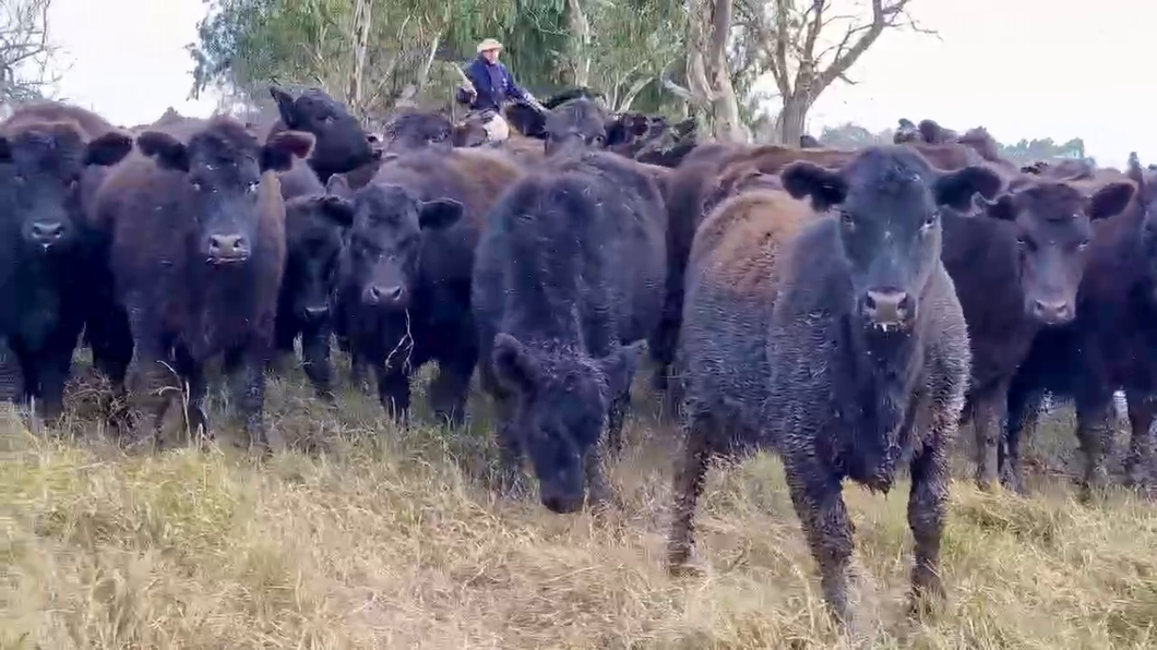 Lote 110 Terneras