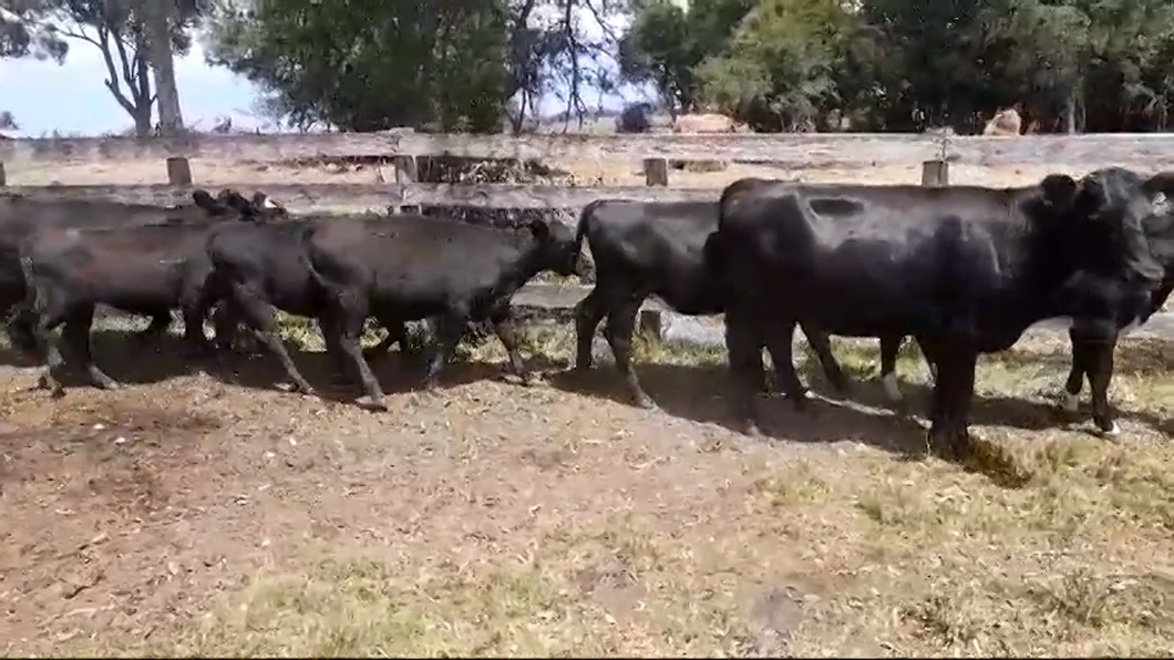 Lote 8 Terneras ANGUS/ HEREFORD a remate en #42 Pantalla Carmelo  230kg -  en SAN PEDRO