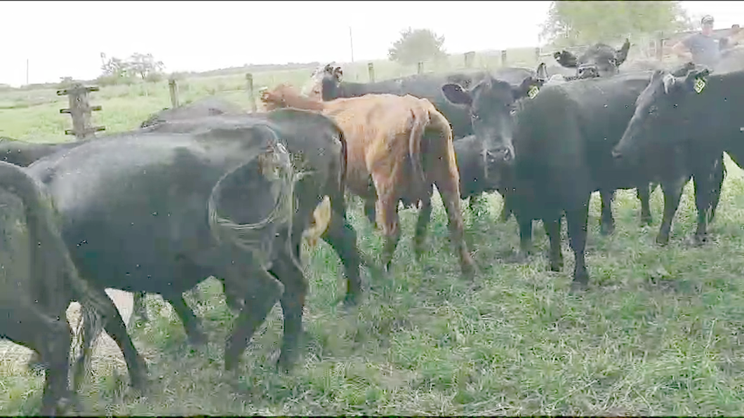 Lote 13 Vacas Paridas en Brandsen, Buenos Aires