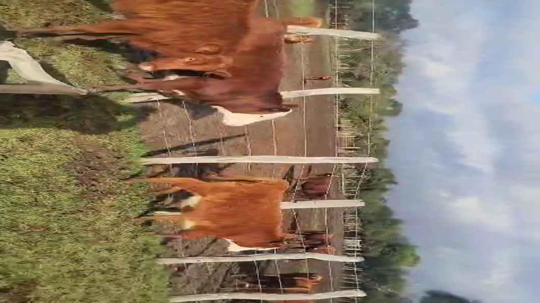 Lote 110 Terneros/as