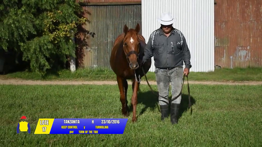 Lote TANZANITA