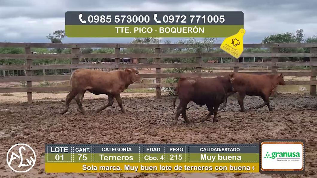 Lote (Vendido)75 Terneros Cbo 4 a remate en Agroganadera LA HUELLA, Boquerón