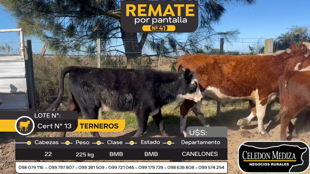 Lote 22 Terneros en Canelones