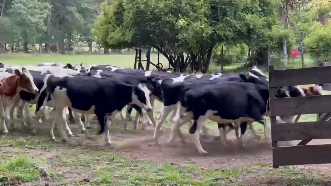 Lote 40 Vaquilla Engorda en Pucón, IX Región Araucanía