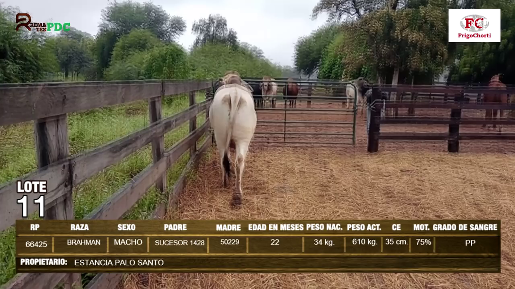 Lote Machos BRAHMAN a remate en Expo Pioneros 24 de Mayo 2024 en Pioneros del Chaco S.A.