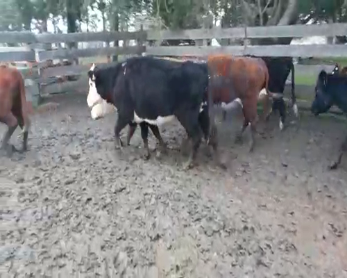 Lote 37 Vacas de Invernada a remate en Pantalla Camy 340 - 350kg - , San José