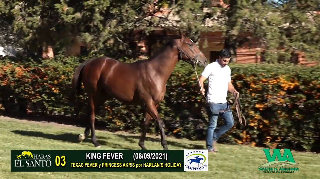 Lote KING FEVER