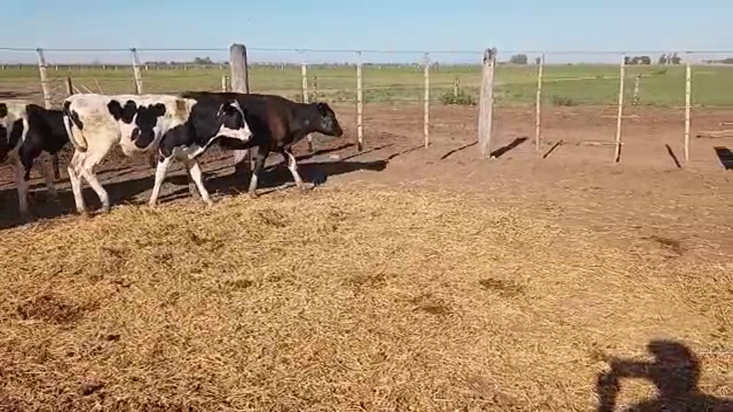 Lote 20 Novillitos Holando Argentino en Porteña, Córdoba