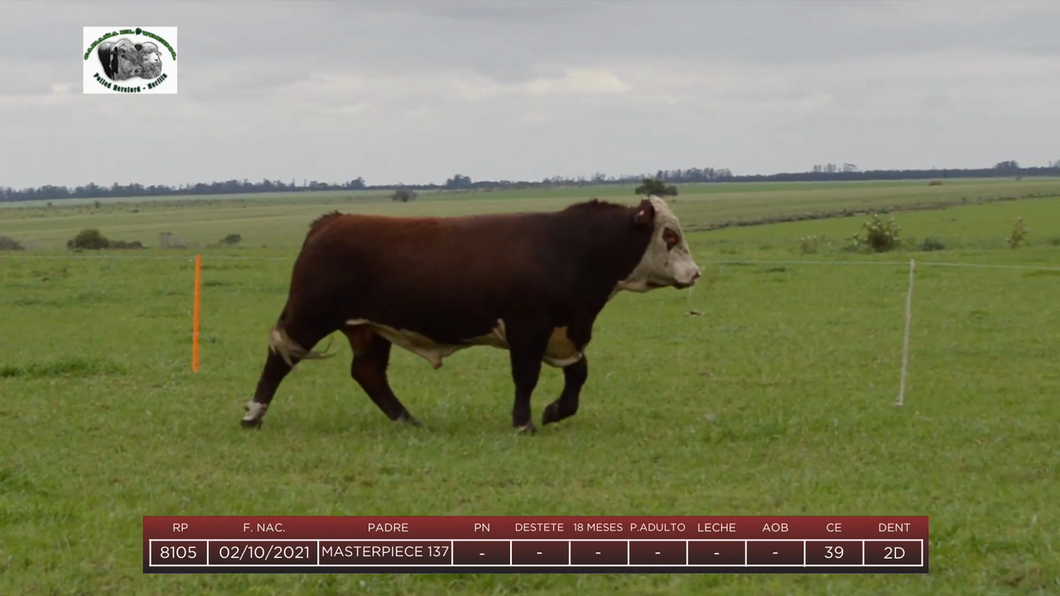 Lote Toros a remate en 6to Remate Anual Cabaña "El Trébol" de Martín Salto Stefani, Paysandú