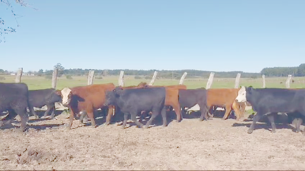 Lote 70 Terneros en Concordia, Entre Ríos