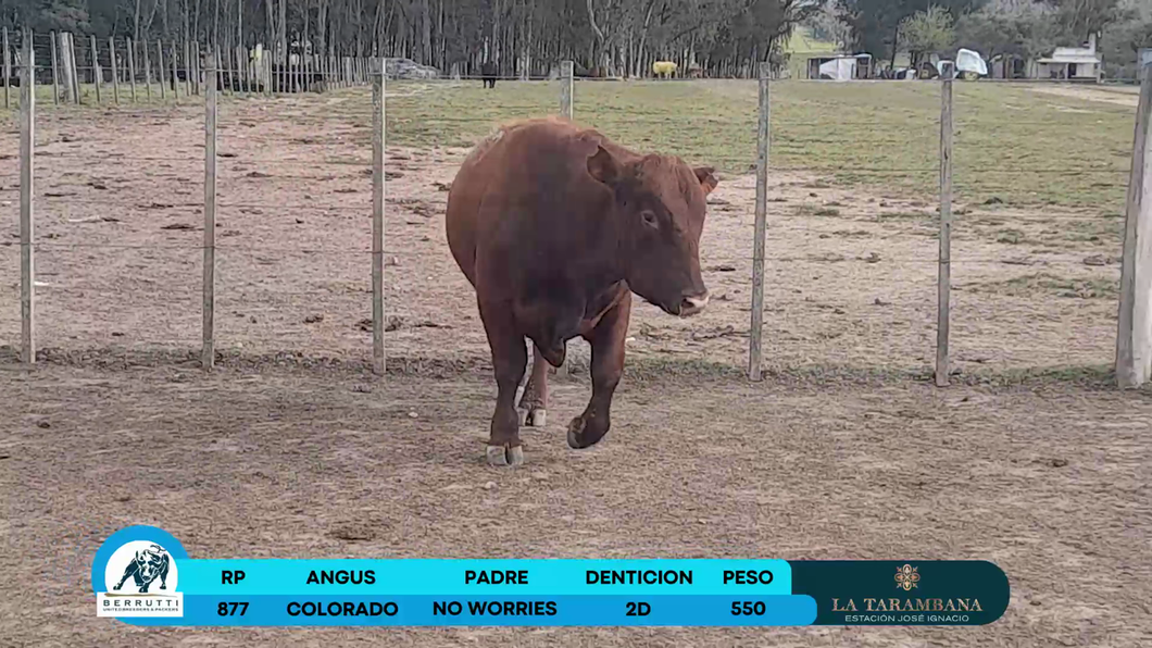 Lote Toros Angus a remate en Los Clase A 550kg - , Rocha