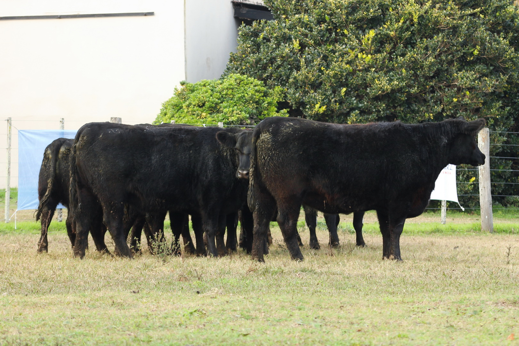 Lote CABAÑA “COEMBOTÁ” de Calderón: 10 VAQUILLAS MAS PREÑADAS