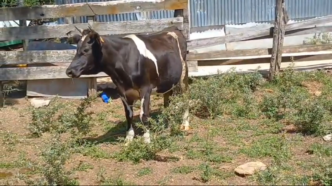 Lote Novillos Holando HOLANDO a remate en #42 Pantalla Carmelo  300kg -  en MAHOMA