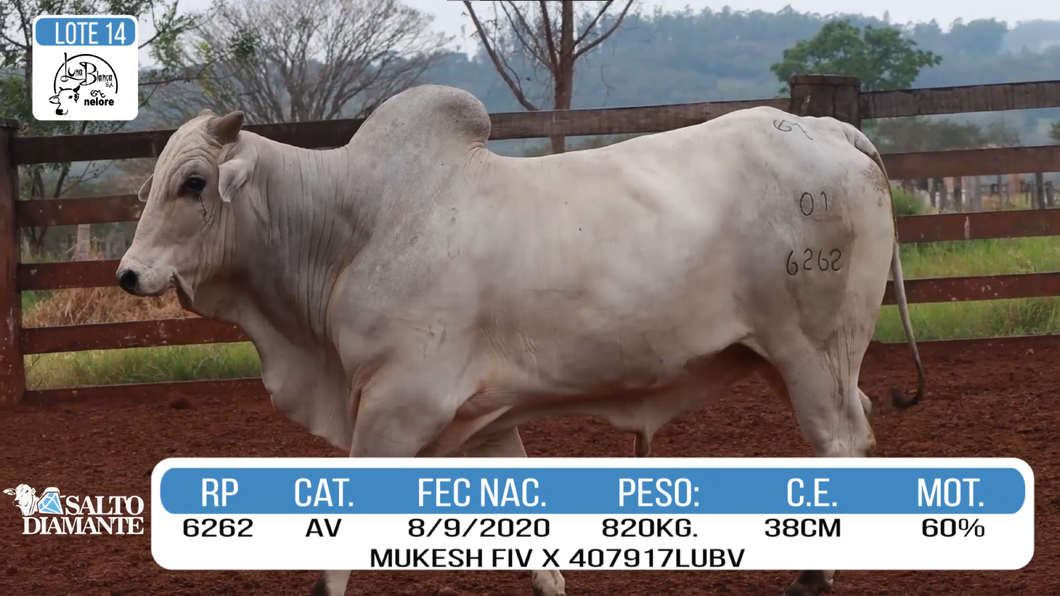 Lote LOTE 14