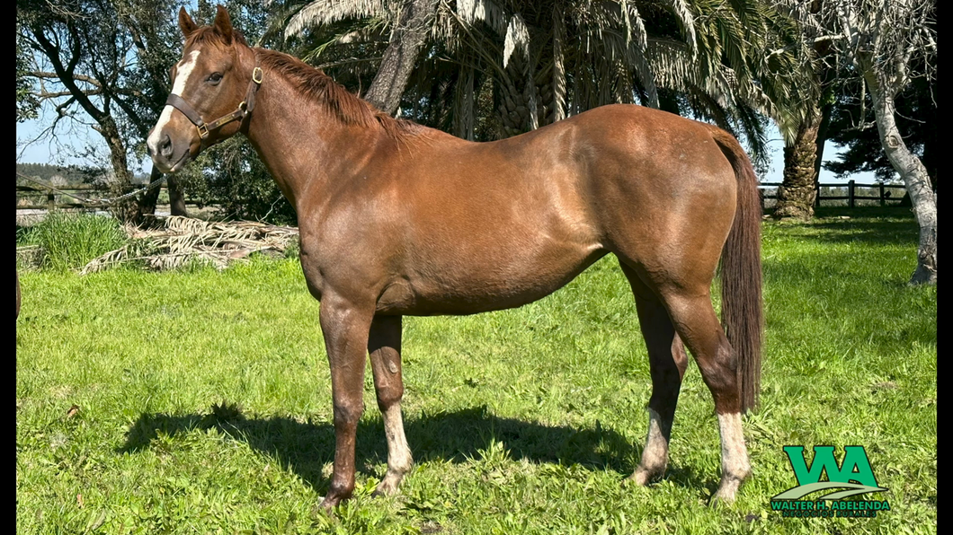 Lote RICOLETA