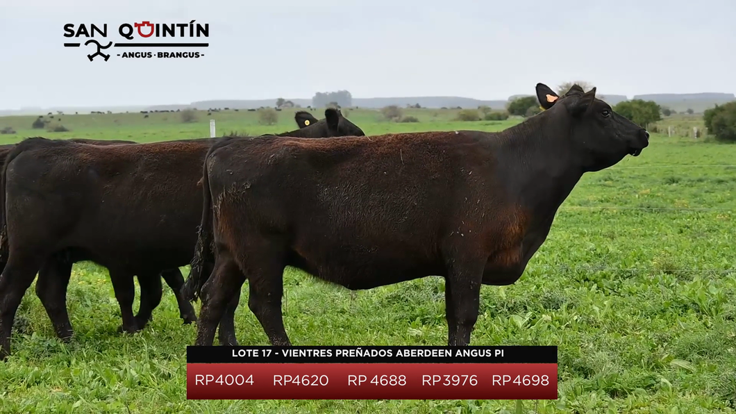 Lote Vientres Preñados Aberdeen Angus PI