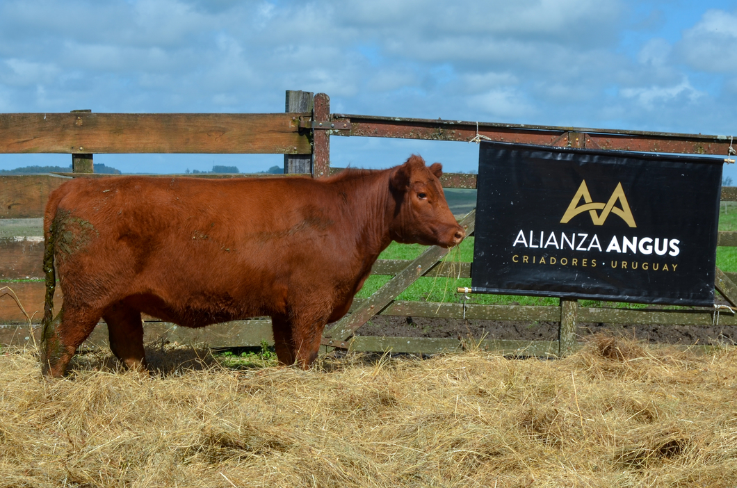 Lote 3 Vaquillonas  RED a remate en Alianza Angus, Treinta y Tres