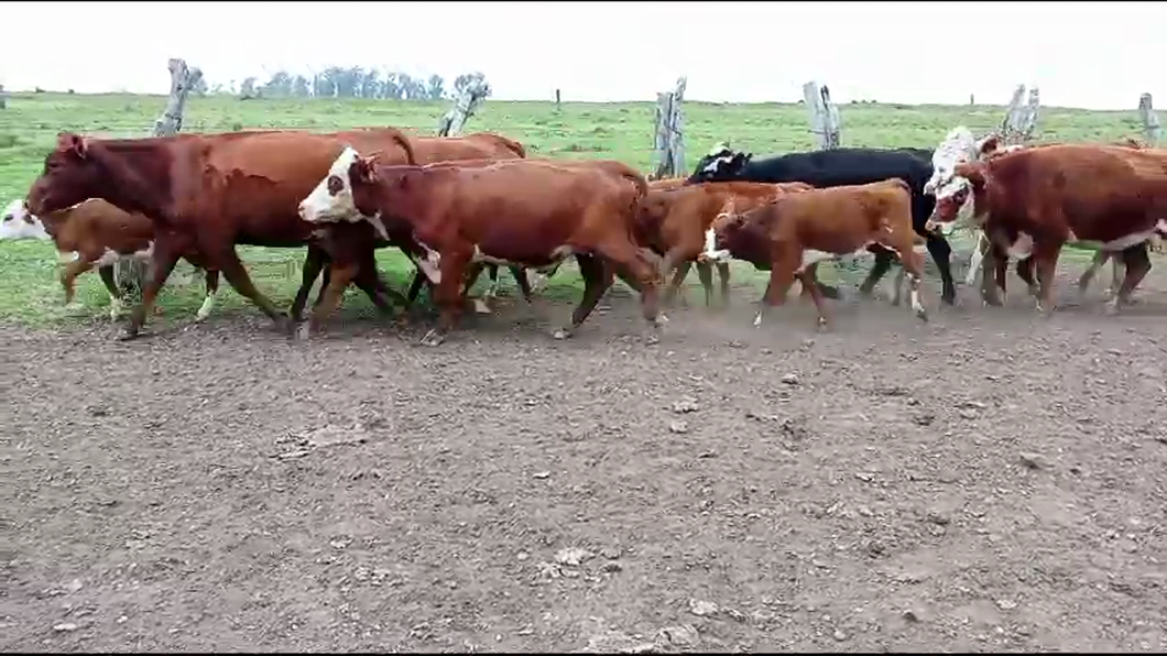 Lote 44 Piezas de cría 4 HE,  5 HE x BS,  3 HE x AA,  10 CRUZAS a remate en Pantalla Expo Salto - Daniel Medina en TOMAS GOMENSORO. RAMAL RUTA 30 Y 3. 3 KM AL OESTE.