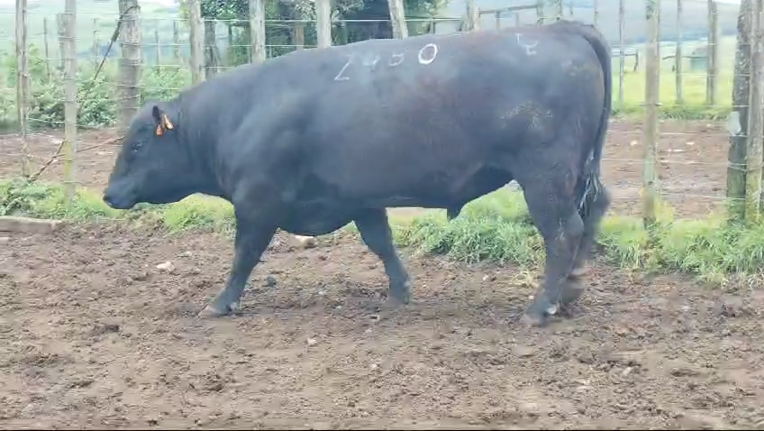 Lote Toros Roca Negra