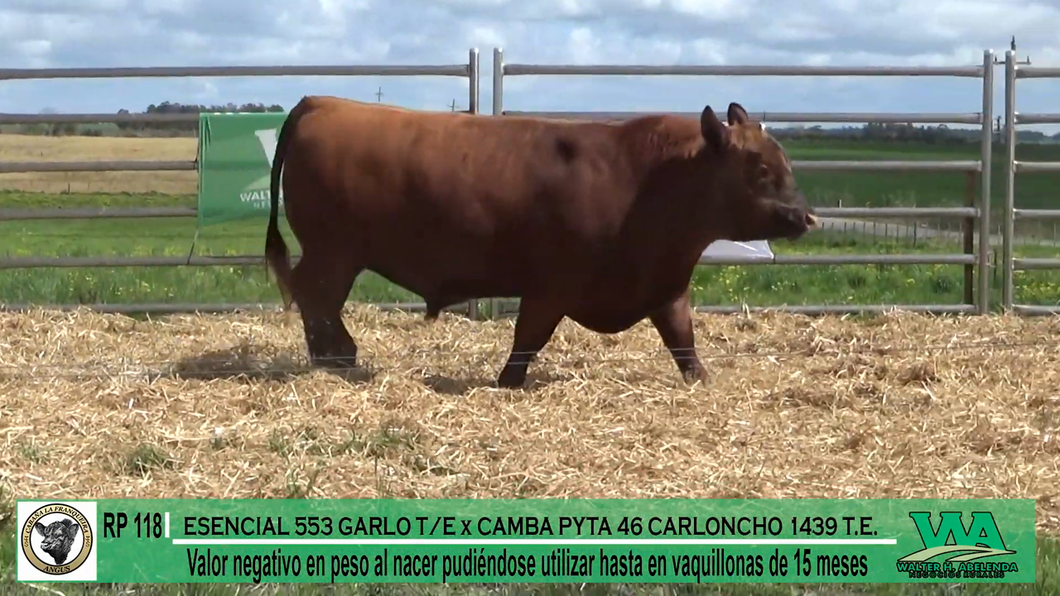 Lote Toros a remate en Cabaña La Franqueira, Florida