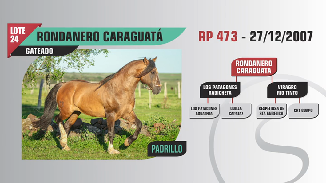 Lote RONDANERO CARAGUATA