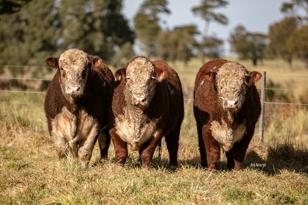 Lote Toro PR