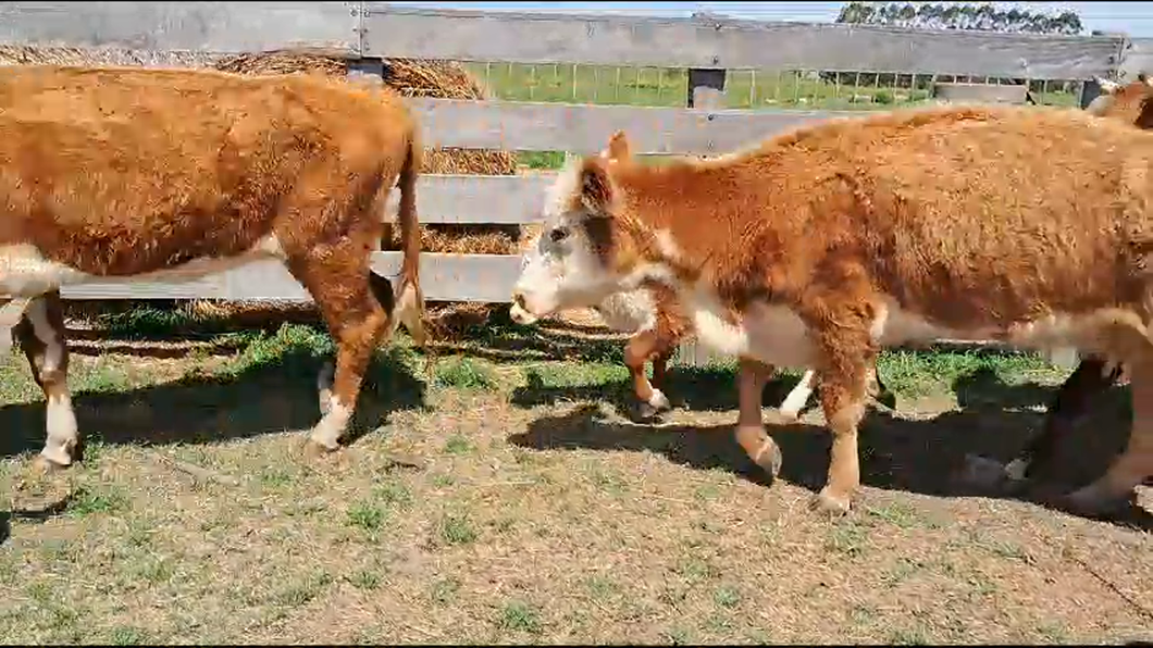 Lote (Vendido)14 Piezas de cría Hereford y Cruzas a remate en Remate por pantalla de la Exposición de San José en Ecilde Paullier