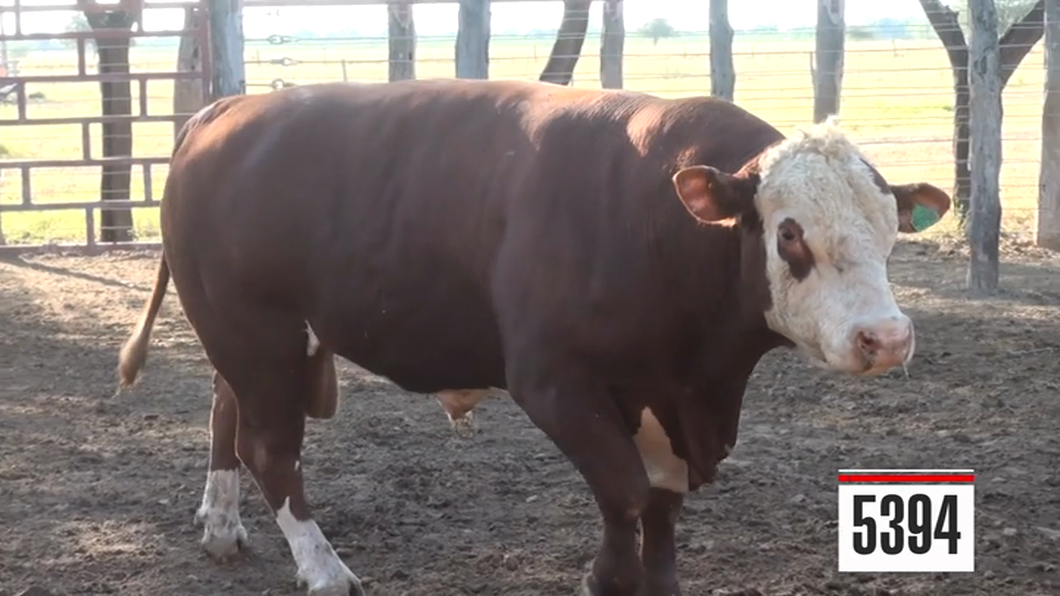 Lote Hereford