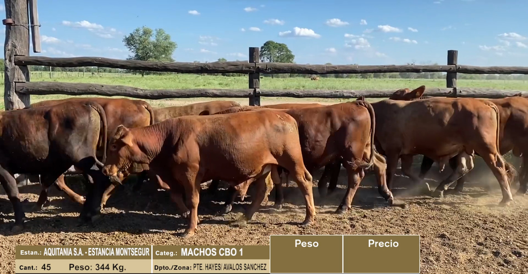 Lote LOTE 1