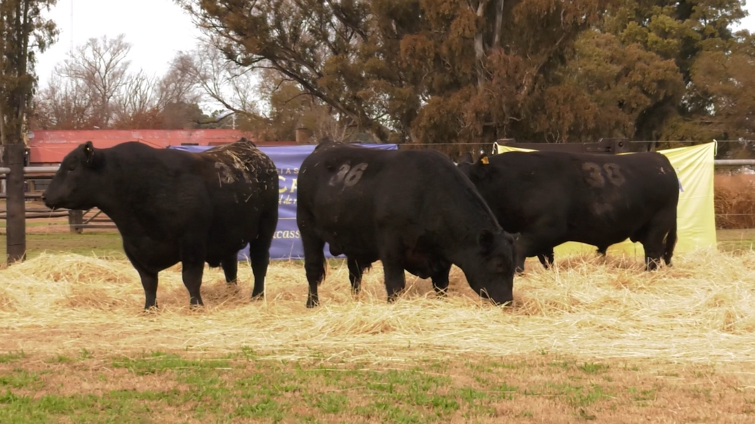 Lote TOROS ANGUS PURO CONTROLADO