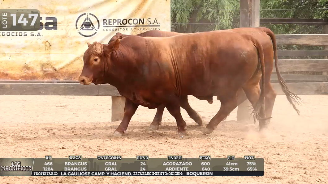Lote LOTE 147