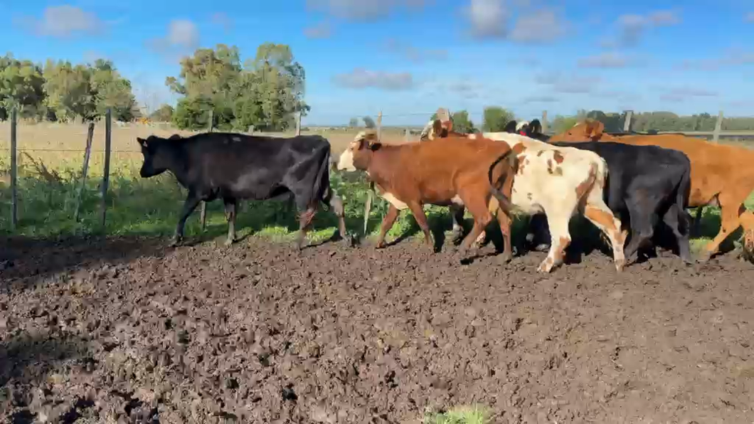 Lote VACAS PREÑADAS