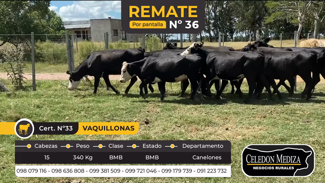 Lote 15 Vacas de Invernada en Canelones