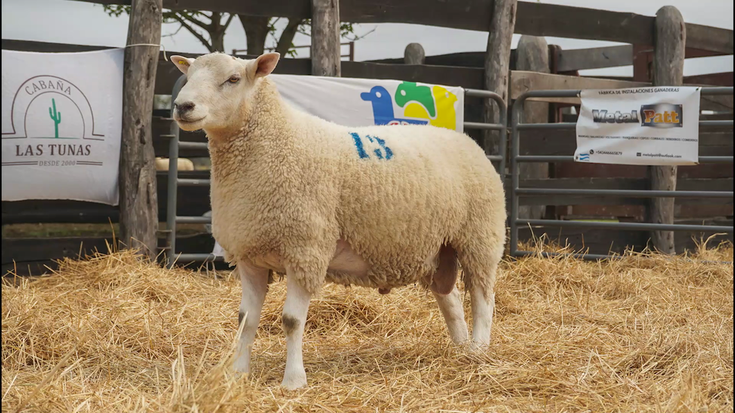 Lote TEXEL MACHO