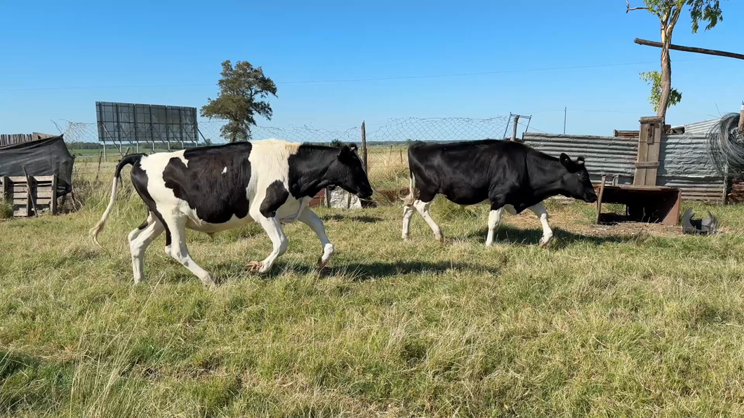 Lote NOVILLOS 1 a 2 AÑOS