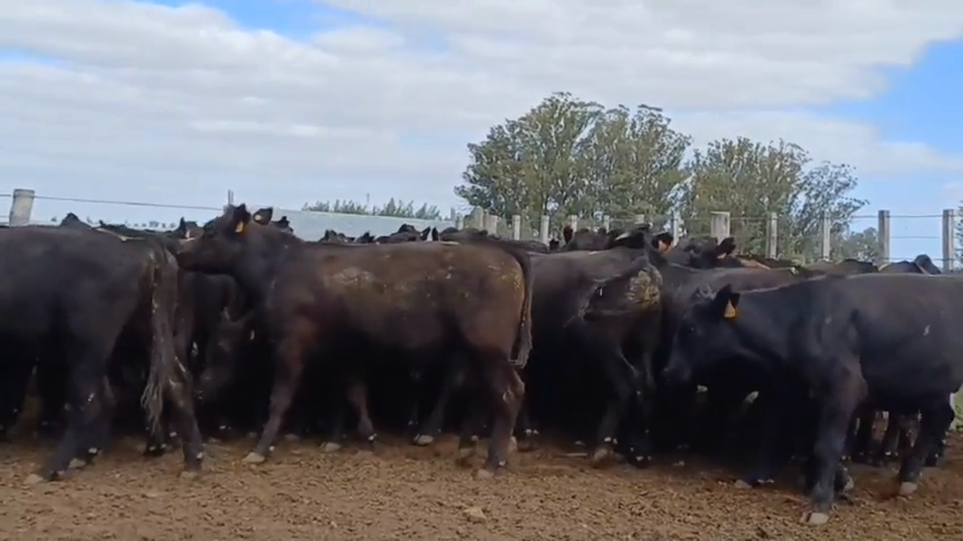 Lote 50 Novillos 1 a 2 años ANGUS a remate en #42 Pantalla Carmelo  375kg -  en CERROS DE LAS ARMAS