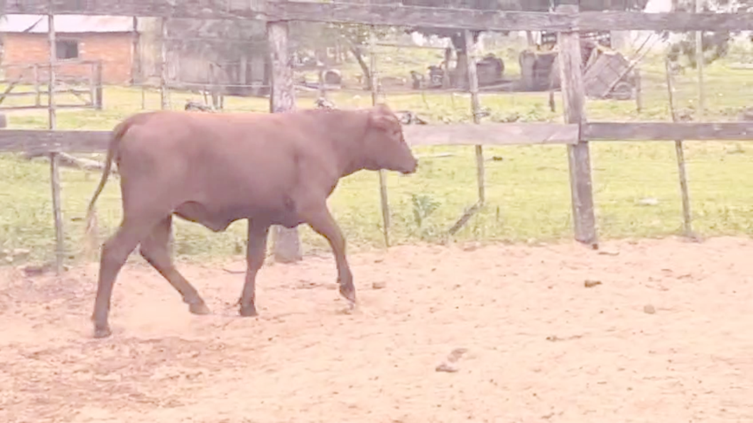 Lote Vaquillas Brangus a remate en Pantalla El Plantelaso 297kg -  en Cnel. Oviedo