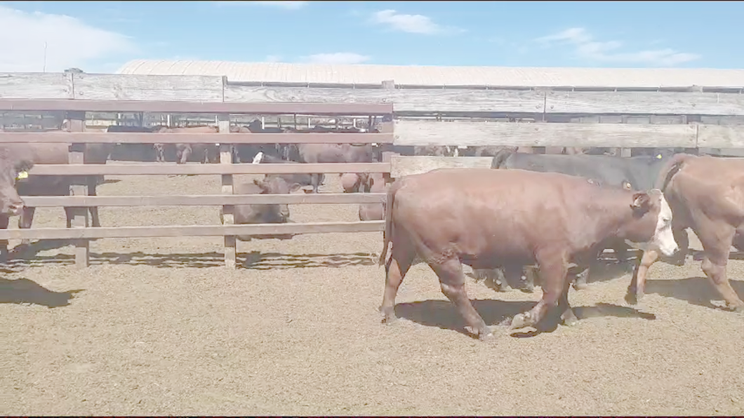 Lote 20 Novillo Gordo en Los Ángeles, VIII Región Biobío