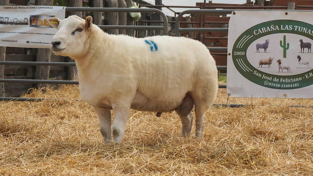 Lote TEXEL MACHO