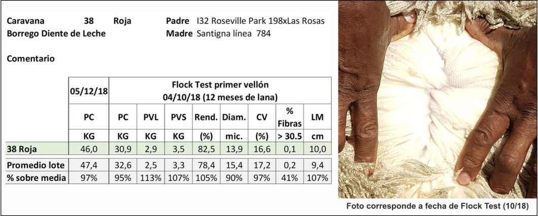 Lote Caravana 38