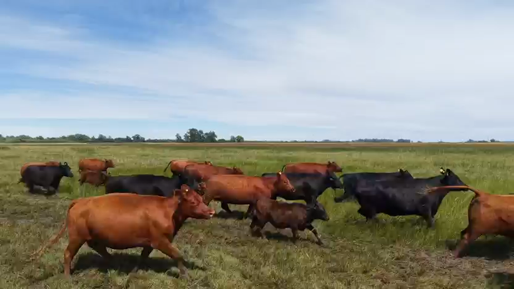 Lote 272 Vacas medio uso C/ cria