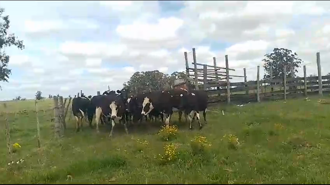 Lote 8 Vacas de Invernada Hol a remate en Pantalla Camy  en Carreta quemada