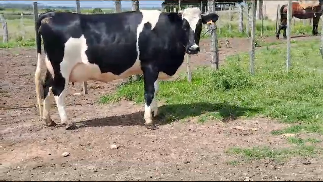 Lote Vacas de Invernada Holando a remate en Pantalla Camy 550kg - , San José