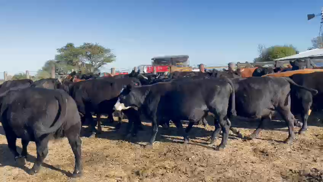Lote 35 Vacas nuevas C/ gtia de preñez en La Paz, Entre Ríos