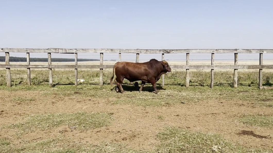 Lote TOROS BRANGUS, Cabaña "PIRIZAL"