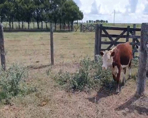 Lote 128 Terneros en Buenos Aires, Salto