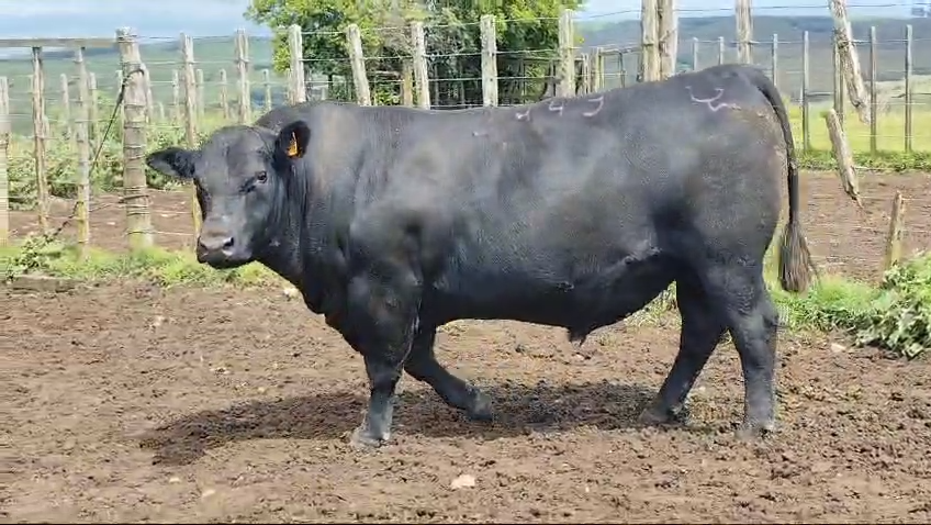 Lote Toros Roca Negra