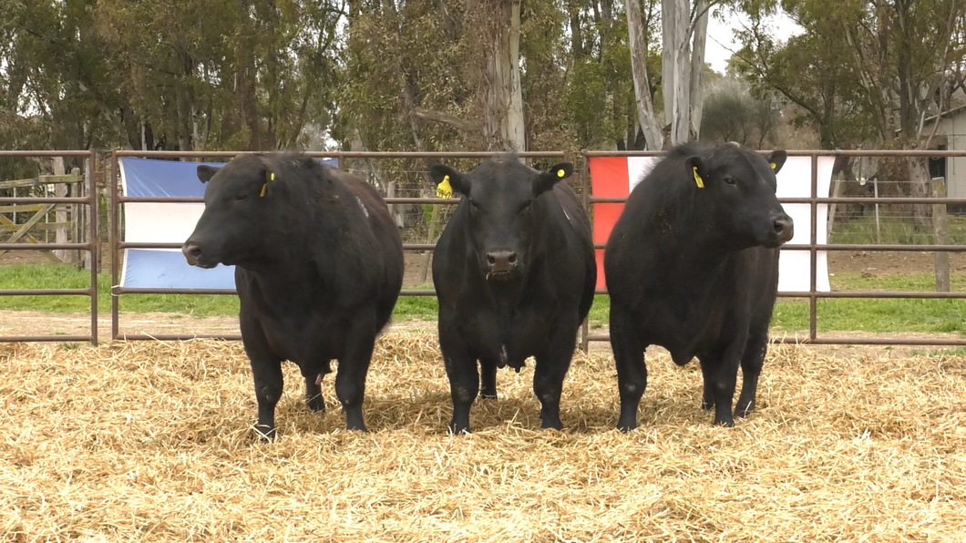 Lote TOROS ANGUS NEGROS PC