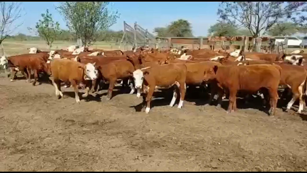 Lote 110 Terneros/as en Curuzú-Cuatiá, Corrientes