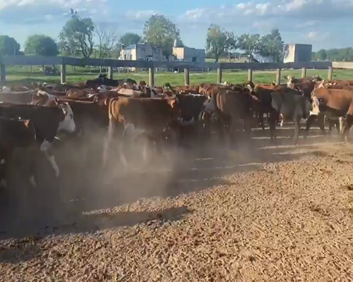 Lote 240 Terneras en Capitán Solari, Chaco